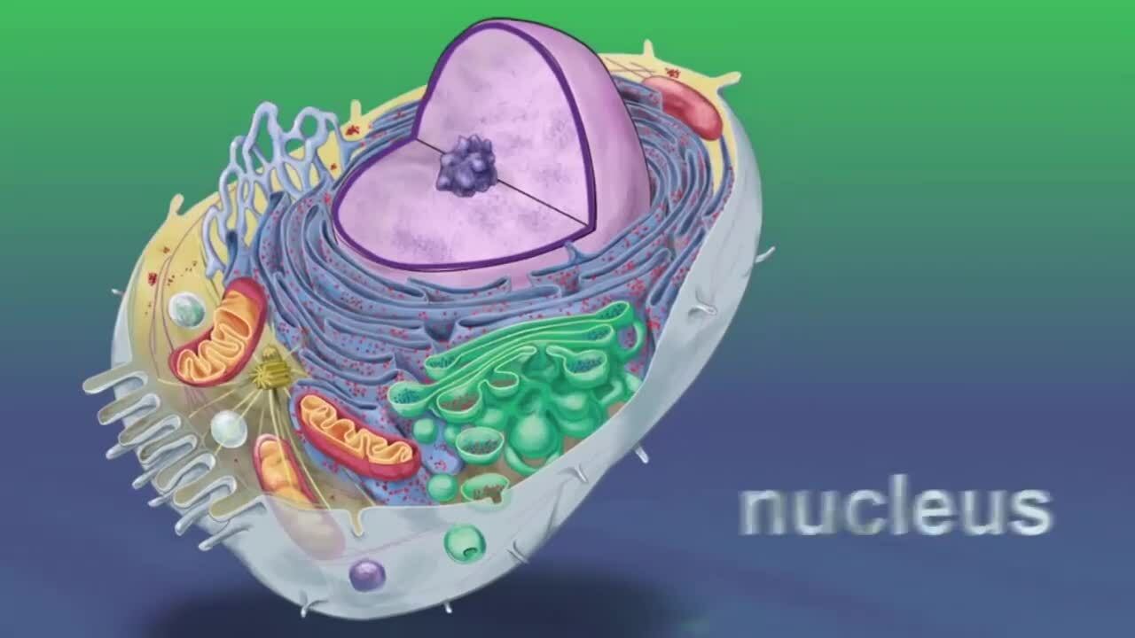 The Eukaryotic Cell